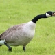 importance of controlling canada geese in spring